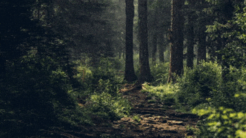 Free To Use Magical Forest GIF