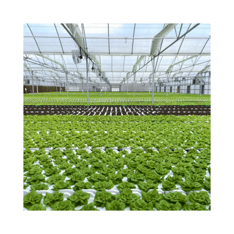 Hydroponic Sticker by Naples Fresh