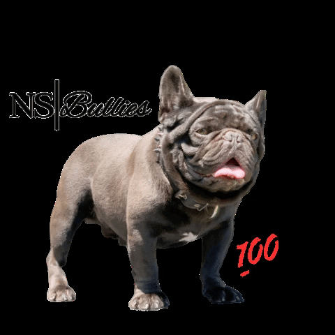 NS BULLIES GIF