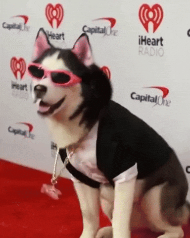 Pet Happy Dog GIF by SWAGGY WOLFDOG