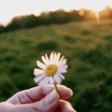 Flower Love GIF by Salih Kizilkaya