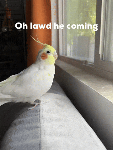 Cockatiel Bird Meme GIF