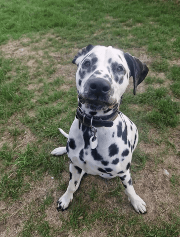 Annie Dalmatian GIF