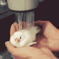 bird shower GIF