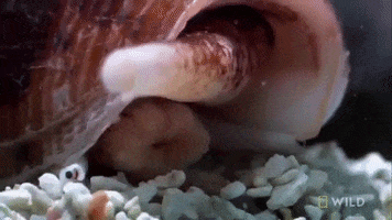 Cone Snail Worlds Deadliest GIF by Nat Geo Wild