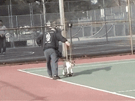 Uggie GIF