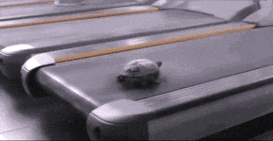 Video gif. A turtle is slowly walking on a moving treadmill when all of a sudden, the treadmill goes faster and faster. The turtle is nearly sprinting by the end.