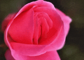 Pink Rose GIF