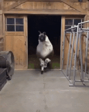 Well Maned Llama Makes An Impressive Entrance