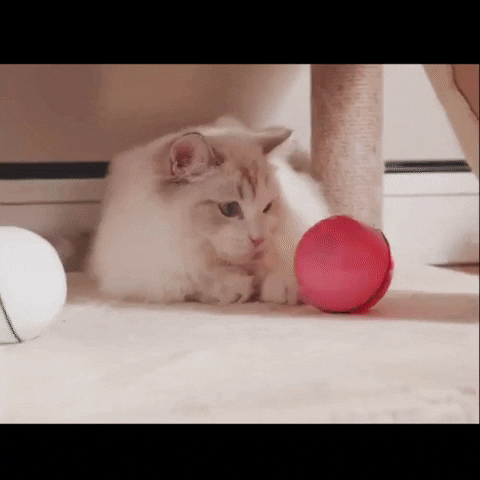 Cat Interactive Toy GIF