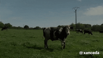 Cow Vaca GIF by xanceda