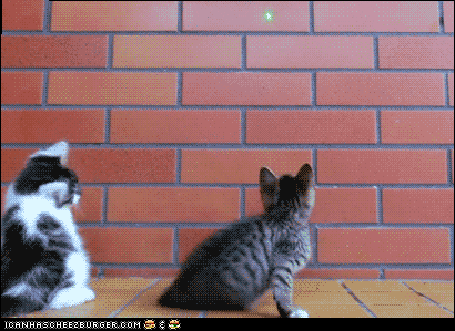 Mash Up Cat GIF - Find & Share on GIPHY