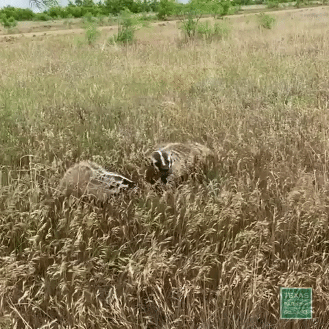 Texas Parks and Wildlife GIF