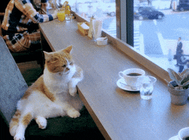 Video gif. Scottish fold cat leans wearily against a bar table by a window that overlooks a city street. A cup of coffee and a glass of water rest neatly in front.
