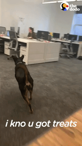 Dog Office GIF by The Dodo