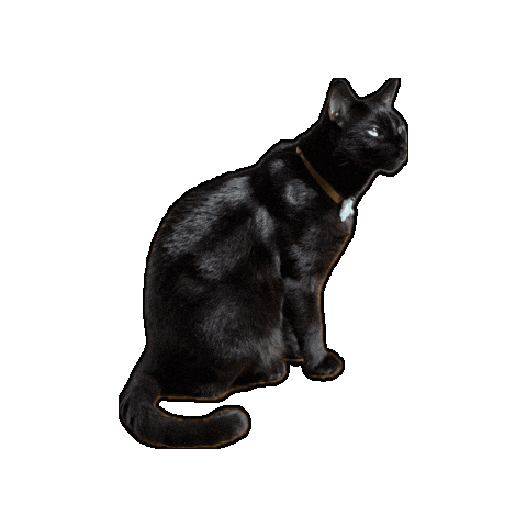 Look At This Black Cat Sticker by Rod Kim