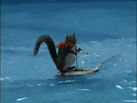 Moose-and-squirrel GIFs - Get the best GIF on GIPHY