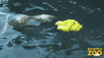 St Patricks Day Swimming GIF by Brookfield Zoo
