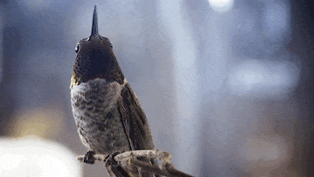 Fly Tick GIF by PBS Digital Studios