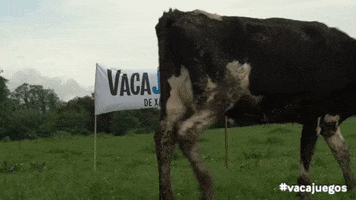 casagrandexanceda vaca vacajuegos xanceda GIF