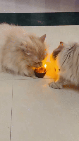 Diwalicat GIF