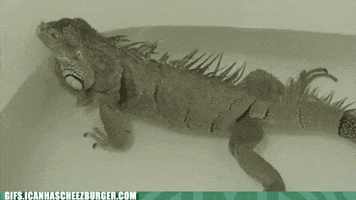 Bath Tub Fart animated GIF