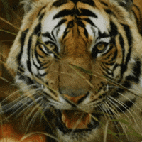 Tiger Zoo GIF by AlienVibes