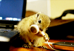 squirrel gnawing GIF