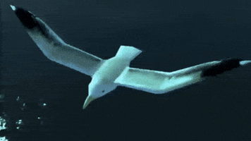 Rockstar Games Bird GIF