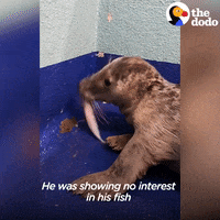 Hungry Sea Lion GIF by The Dodo