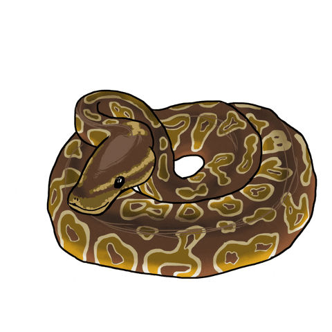 ball python snake GIF