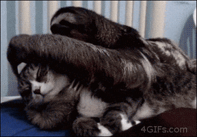 Cat Sloth GIF