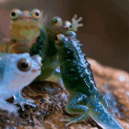 Angry Fight GIF