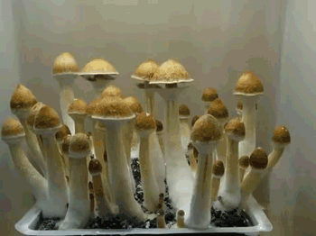 Mushroom Fungi GIF