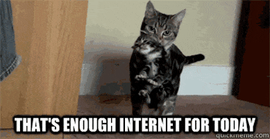 Cat Internet GIF