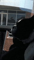 Dogs Funny Animals GIF by ViralHog