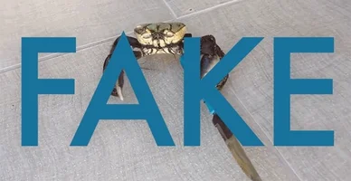 200 200 video crab GIF tren konten 2020 Ramalan Tren Konten 2020, Makin Canggih Makin Jenuh? 200