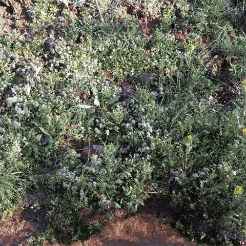 Flowers Bloom GIF by Trevor Anderson