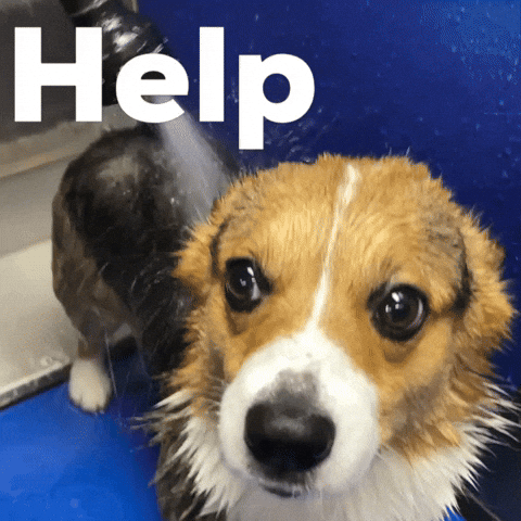 Dog Help GIF