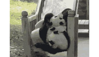 panda playing GIF