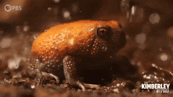 Shower Toad GIF by PBS