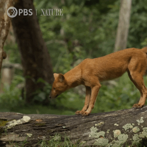 Pbs Nature Dog GIF by Nature on PBS