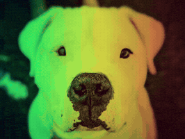 The Churchill Foundation GIF