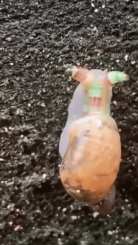 giphy.gif