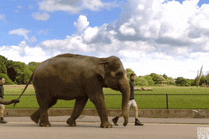 Friends Elephant GIF by BBC America