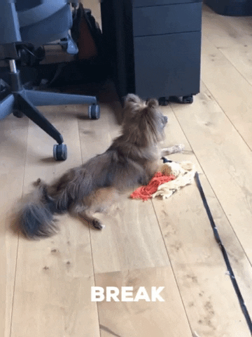 Gudog GIF