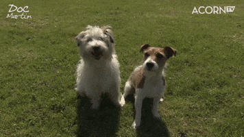 I Love You Friends GIF by Acorn TV
