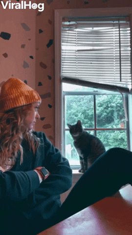 Cat Bonks Head On Window Sill GIF by ViralHog