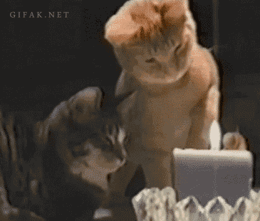 happy birthday cat funny cake