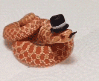 giphy.gif?cid=790b7611b4ac0666f5b3a79456
